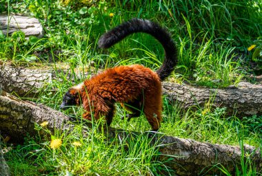 Tüylü Lemurlar Weattle, Washington 'daki Woodland Park Hayvanat Bahçesinde..