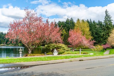 Washington, Seattle 'daki Washington Gölü Bulvarı boyunca açan bahar çiçekleri.