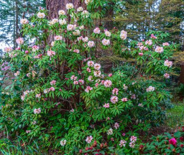 Federal yoldaki Rhododendron Botanik Bahçesi 'nde çiçek çalılarının üzerindeki pembe çiçeklerin bolluğu, Washingotn.