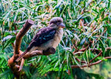 Seattle, Washington Woodland Park Hayvanat Bahçesi 'nde yalıçapkını bir kuş..