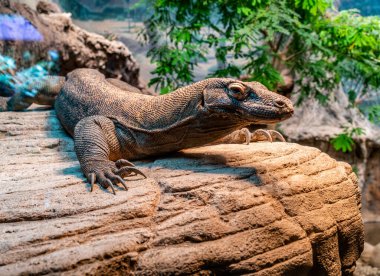 Washington, Seattle 'daki Woodland Park Hayvanat Bahçesi' nde Komodo Ejderhası 'nın yakın çekimi..