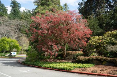 Seattle, Washongton 'daki Seward Park' ta büyük bir ağaçta kırmızı çiçekler açar..