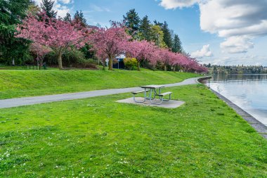 Seattle 'da Washington Gölü boyunca ağaçlarda kiraz çiçekleri açar..