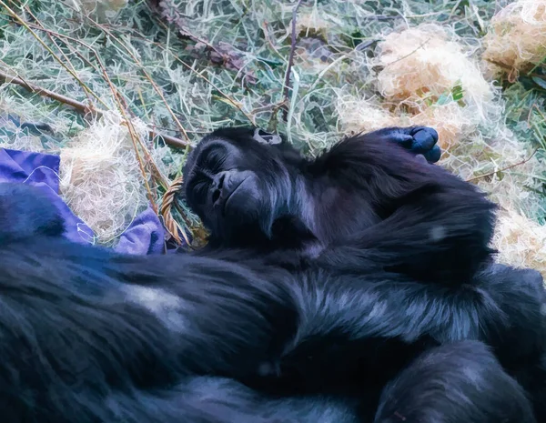 A young gorilla holds on to it\'s mother at the Woodland Park Zoo in Seattle, Washington An illustration.