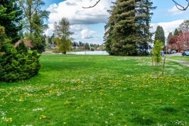 Seattle, Washington 'daki Seward Park manzarası. Bahar geldi..