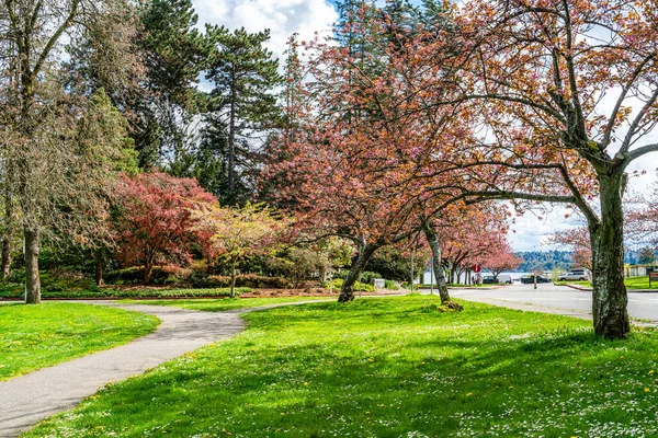 Kwitnące Wiosenne Kwiaty Nad Jeziorem Washington Path Seattle Waszyngton — Zdjęcie stockowe