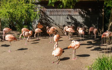 Flamingolar Seattle, Washington 'daki Woodland Park Hayvanat Bahçesinde.