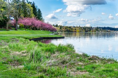 Seattle 'da Washington Gölü boyunca ağaçlarda kiraz çiçekleri açar..