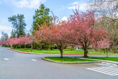 Seattle, Washington 'daki Seward Park' ta ilkbahar kiraz ağaçları.