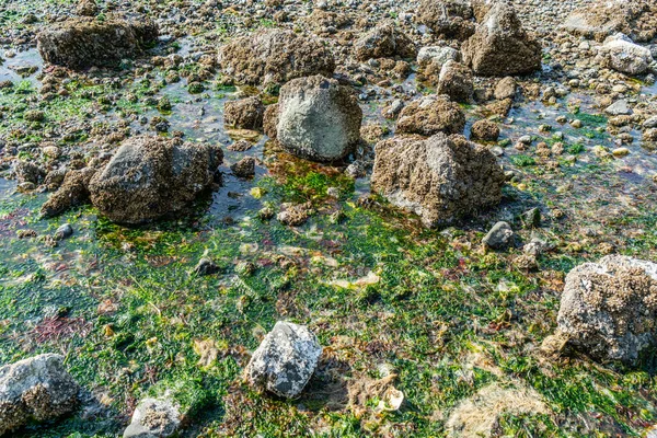 Pedras Com Cracas Maré Baixa Des Moines Washington — Fotografia de Stock
