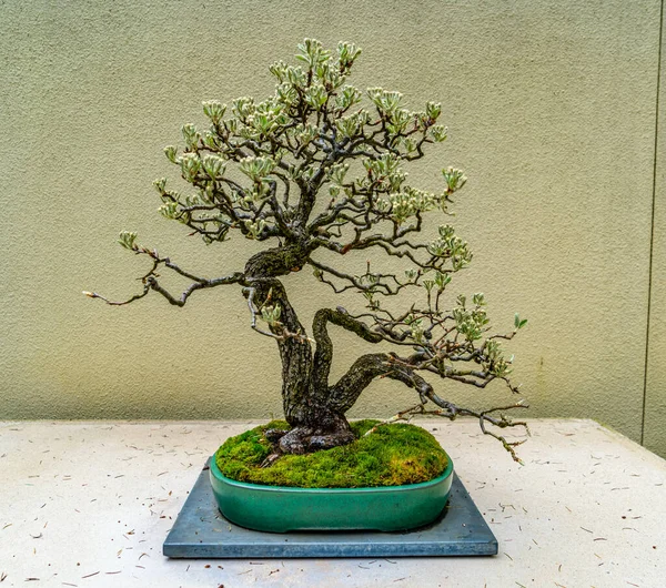 stock image Bonsai tree at the Pacific Bonsai Museum in Federal Way, Washington.