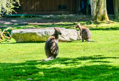 Seattle, Washington 'daki Woodland Park Hayvanat Bahçesinde bir kanguru..