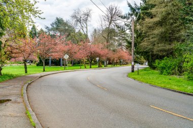Washington, Seattle 'daki Washington Gölü Bulvarı boyunca açan bahar çiçekleri.