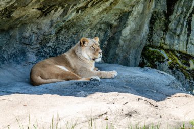 Seattle, Washiongton 'daki Woodland Park Hayvanat Bahçesi' nde bir aslan dinleniyor..