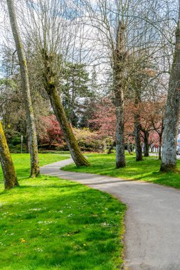 Seattle, Washington 'da Washington Gölü boyunca açan bahar çiçekleri.