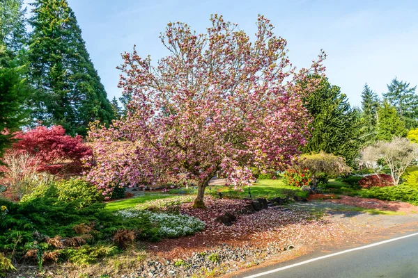 stock image An abundance of blosoms adorn a Tulip tree in Burien, Washington.