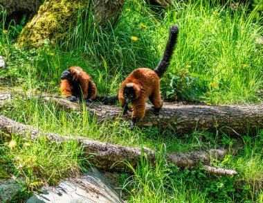 Furry Lemurs at the Woodland Park Zoo in Weattle, Washington. clipart