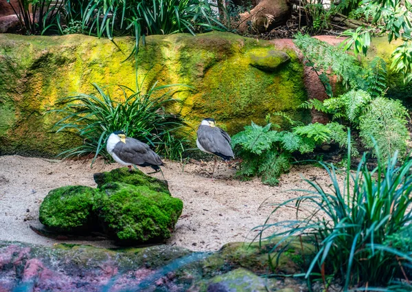 Två Intressanta Fåglar Woodland Park Zoo Seattle Washington — Stockfoto