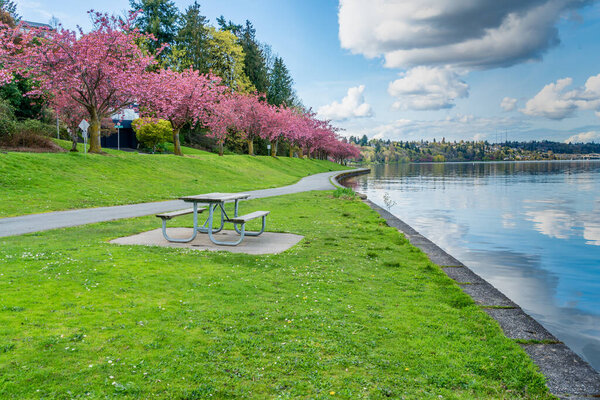 Cherry blossoms on trees along Lake Washington in Seattle.