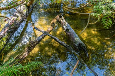 Deadwood, Washington, Kenmore 'daki Washington Gölü' nün sığ kıyı şeridinde hasret çekiyor..