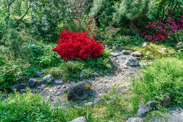 Bunga Mekar Sebuah Taman Seatac Washington — Stok Foto