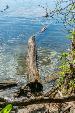 Deadwood, Washington, Kenmore 'daki Washington Gölü' nün sığ kıyı şeridinde hasret çekiyor..