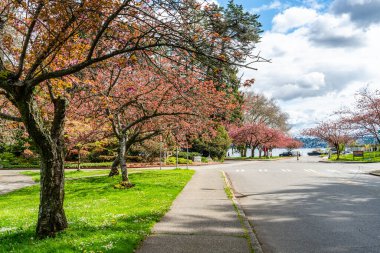 Seattle, Washington 'daki Seward Park' ta ilkbahar kiraz çiçekleri.