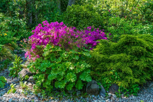 Rosa Blühende Azaleen Einem Garten Seatac Washington — Stockfoto
