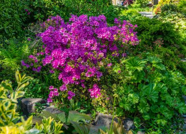 Seatac, Washington 'da bir bahçede açan pembe açelyalar..