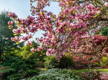 Burien, Washington 'da bir lale ağacında çiçek bolluğunun yakın çekimi..