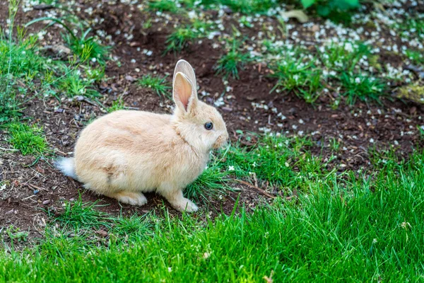 Nahaufnahme Eines Braunen Hasen Einem Hof Burien Washington — Stockfoto