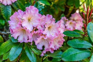 Güney Seattle, Washington 'da çiçek açan pembe rhododendron kümesinin makro çekimi..