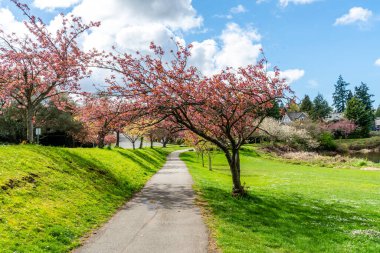 Seattle, Washington 'da Washington Gölü boyunca açan bahar çiçekleri.