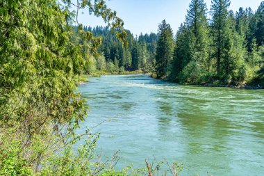 Güneşli bir günde, Washington 'da ağaçlar Snoqualmie Nehri' ni çiziyor..