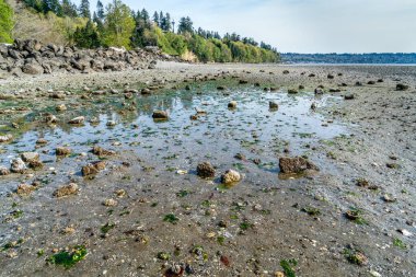 Kıyı tuzlu su State Park Des Moines, Washington'da bir görünümünü.