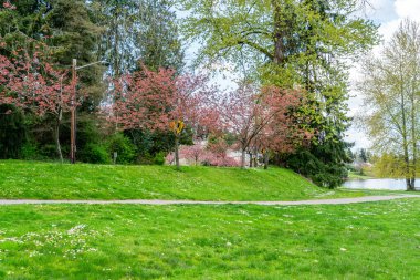 Washington, Seattle 'daki Washington Gölü Bulvarı boyunca açan bahar çiçekleri.