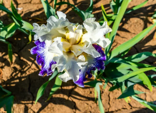 Una Macro Toma Una Exuberante Flor Iris Blanco Púrpura Jardín — Foto de Stock
