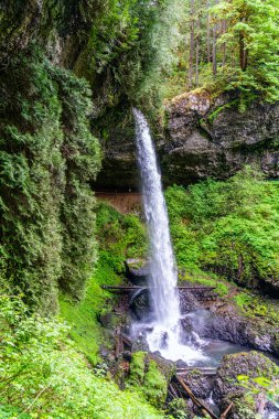 Oregon eyaletindeki Silver Falls Eyalet Parkı 'nda Lower North Falls' un manzara çekimi.