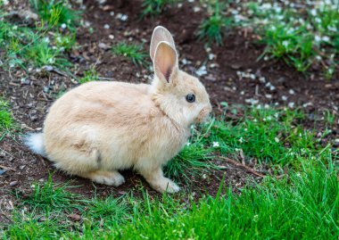 Burien, Washington 'da bir avluda kahverengi bir tavşanın yakın çekimi..