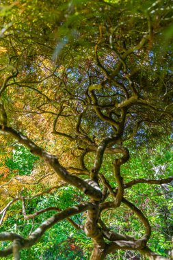 Seattle, Washington 'da bir bahçede Japon akçaağacı..