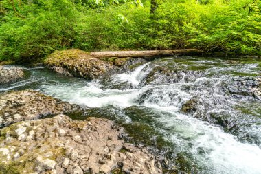 Oregon 'daki Silver Falls Eyalet Parkı' ndaki Silvr Creek 'in manzara fotoğrafı.