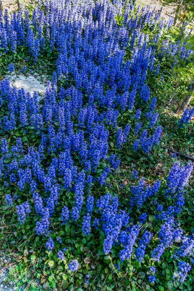 Λαμπερά Μπλε Λουλούδια Έναν Κήπο Στο Νότιο Σιάτλ Ουάσιγκτον — Φωτογραφία Αρχείου