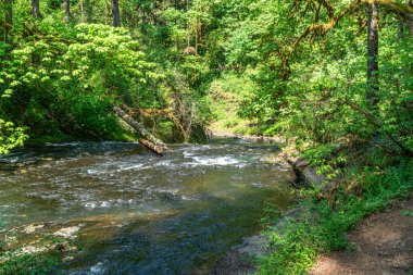 Oregon 'daki Silver Falls Eyalet Parkı' nda Silver Creek manzarası.