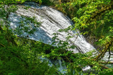 Drake Falls 'un Oregon' daki Silver Falls Eyalet Parkı 'ndaki manzarası.