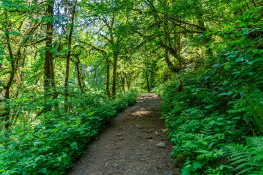 Oregon Eyaleti Silver Falls Eyalet Parkı 'ndaki Canyon Trail' de bir veiw..