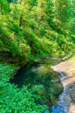 Oregon eyaletindeki Silver Falls Eyalet Parkı 'ndaki Silver Creek' in sularına ağaçlar yansıyor..