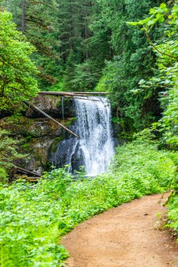 Toprak bir iz, Oregon 'daki Silver Falls Eyalet Parkı' ndaki Yukarı North Falls 'a çıkıyor..