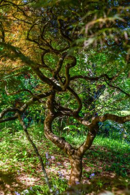 Seattle, Washington 'da bir bahçede Japon akçaağacı..