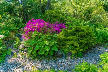 Seatac, Washington 'da bir bahçede açan pembe açelyalar..