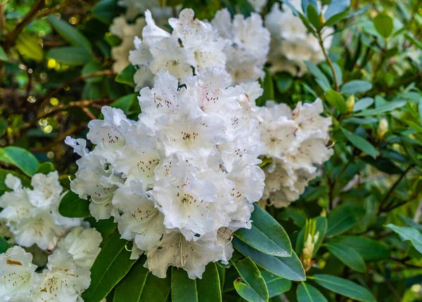 Una Macro Toma Racimo Flores Rhododendron Blanco Jardín Seatac Washington — Foto de Stock